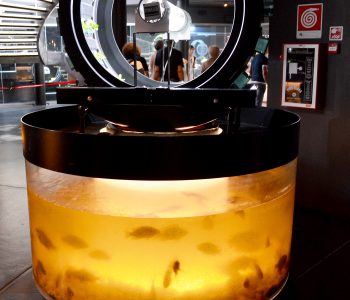 Pavillon Belge - Aquaponie - Exposition Universelle 2015 - Milan